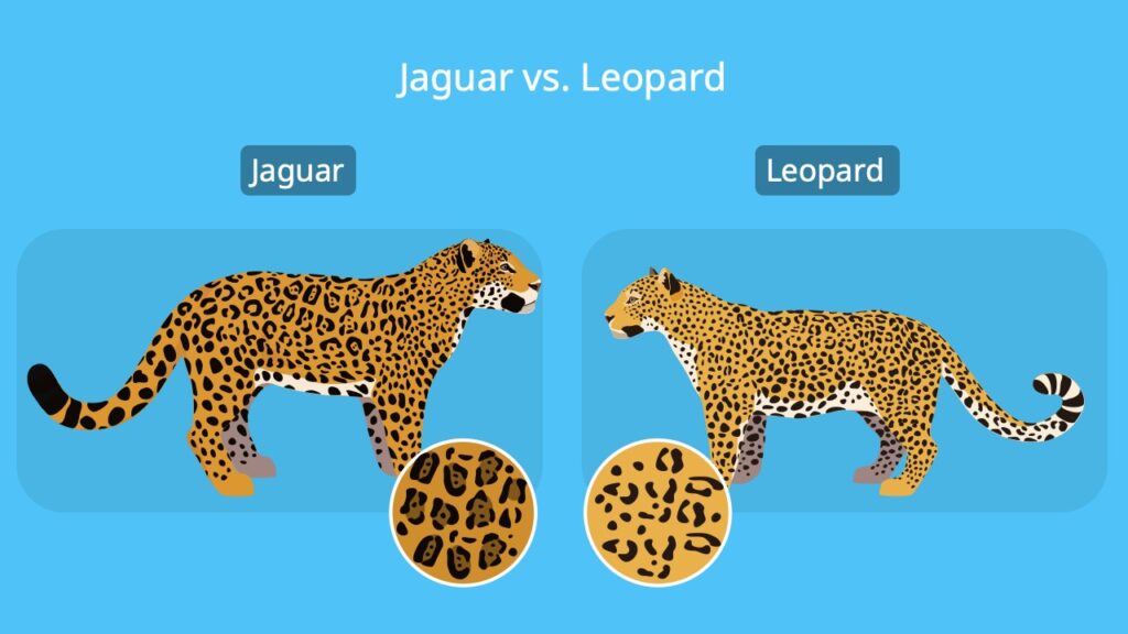 Jaguar vs. leopard, unterschied jaguar leopard, leopard jaguar unterschied, jaguar tier, panthera onca, panthera pardus
