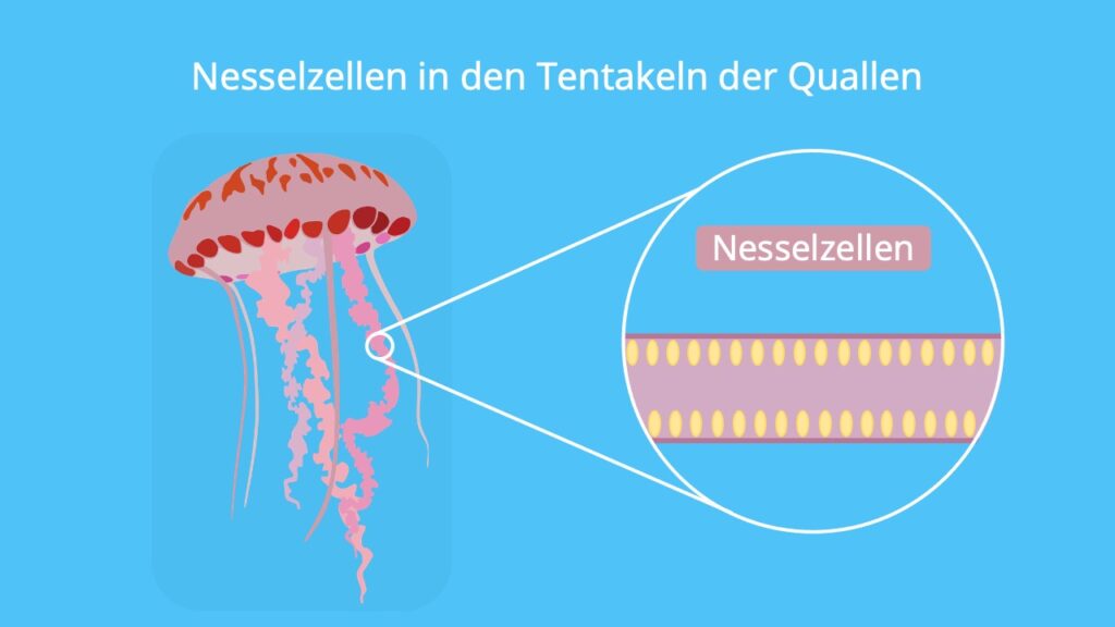 Nesselzellen, qualle tentakel, wie sehen quallen aus, qualle körperbau, medusa