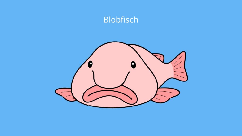 blob fish, blob fisch, Blobfisch, psychrolutes marcidus