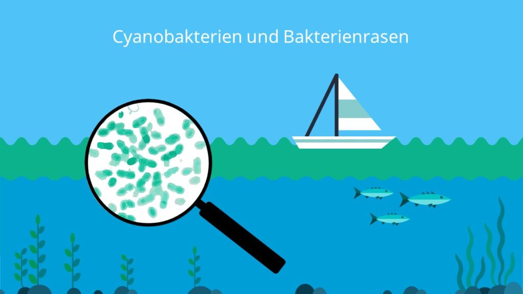 Cyanobakterien, blaue algen, blaualgen, bakterienrasen, weiße algen