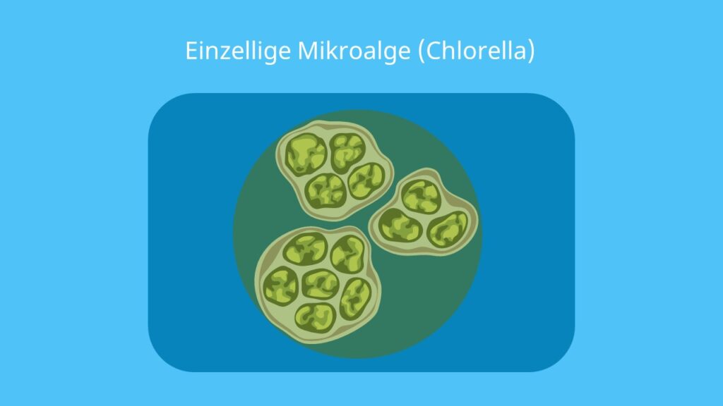 grüne alge, grünalge, chlorella, chlorophyll