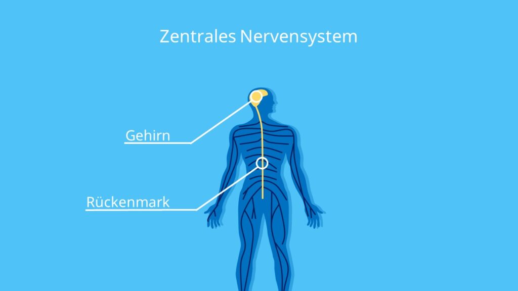 Zentrales Nervensystem, Gehirn, Rückenmark, Peripheres Nervensystem, Nervensystem des Menschen, Zentralnervensystem, ZNS 