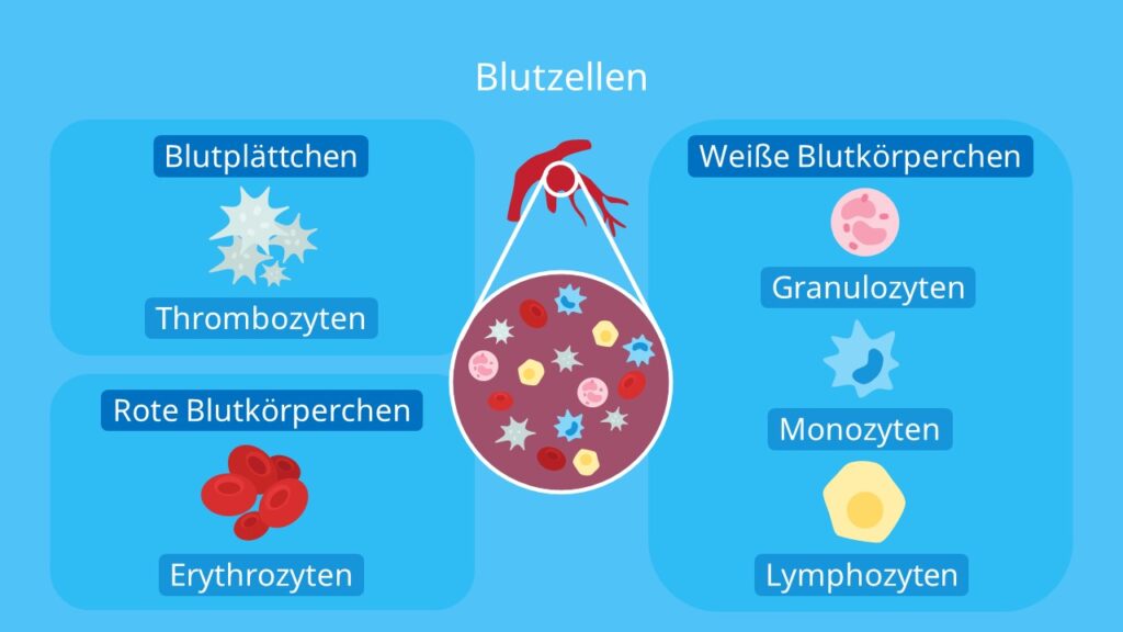 Blutzellen, Blutbestandteile, weiße Blutzellen, rote Blutzellen,  rote Blutkörperchen, weiße Blutkörperchen, Blutplättchen, Leukozyten, Thrombozyten, Erythrozyten