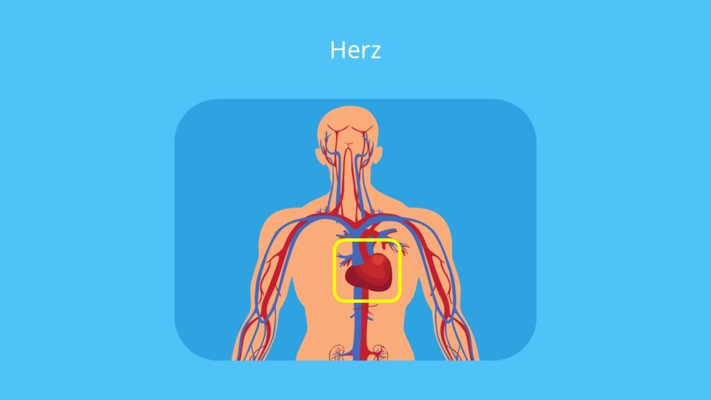 Herz Lage, Herz Anatomie, Wo sitzt das Herz? wo liegt das Herz? Hohlmuskel, Blutkreislauf-System