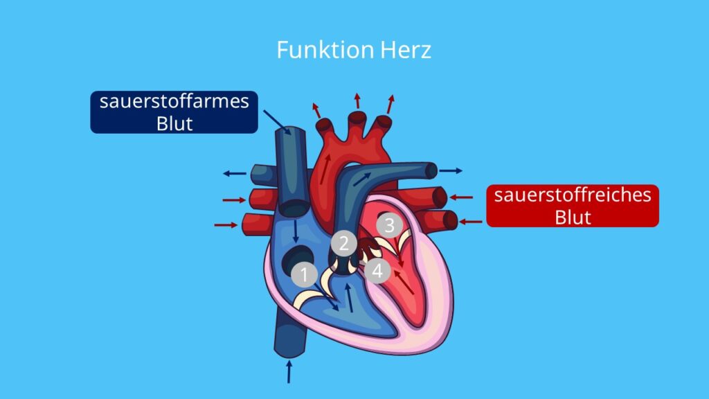 Funktion des Herzens, Blutkreislauf, Vene, Arterie, Aorta, Lungenkreislauf, Körperkreislauf, wie arbeitet das Herz?