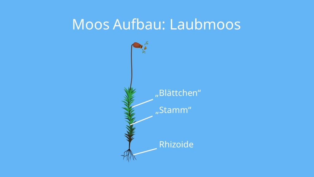 Laubmoos, Moos aufbau, rhizoide, vegetationskörper