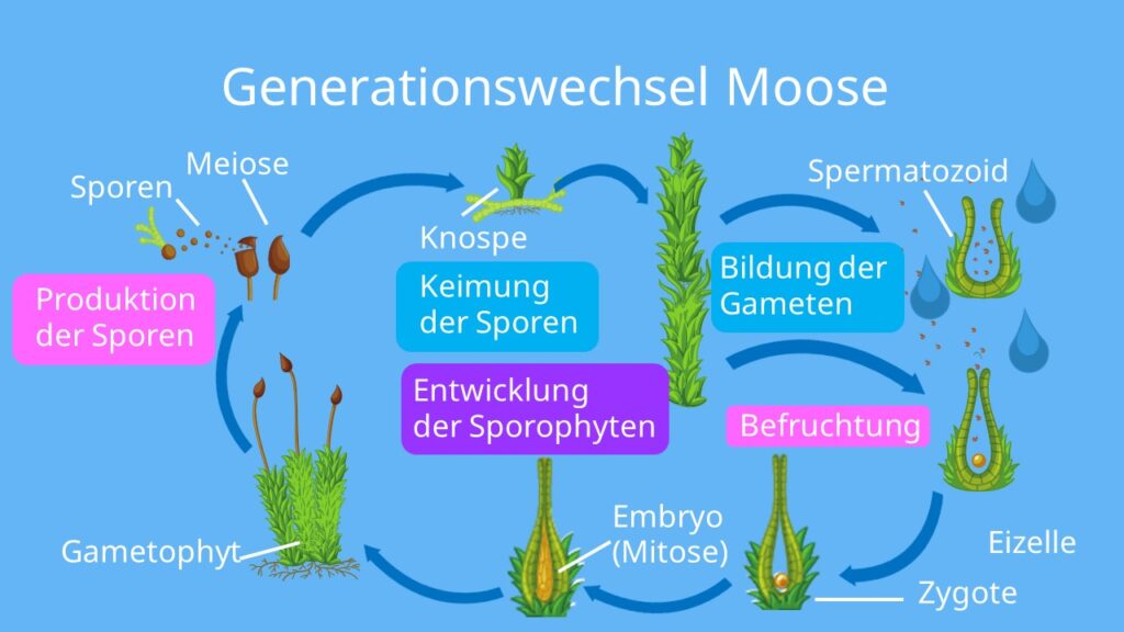 heterophasischer Generationswechsel, sporophyt, gametophyt, gametangien, laubmoos, generationswechsel moose