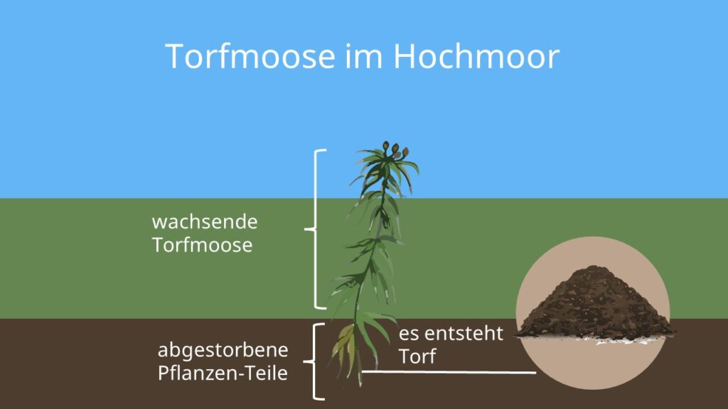 Moose, Torfmoos, Hochmoor