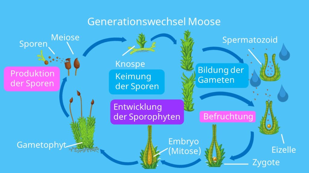 heterophasischer Generationswechsel, sporophyt, gametophyt, gametangien, laubmoos, generationswechsel moose