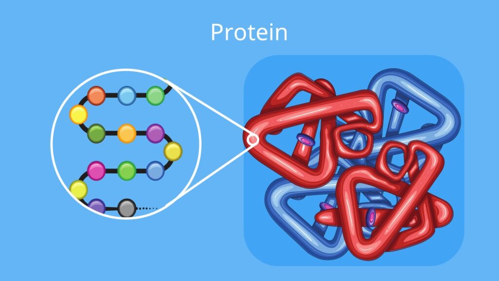 Proteine Aufbau, aufbau von proteinen, primärstruktur, aminosäuren, sekundärstrukur, Tertiätstruktur, Quartärstruktur, proteinstrukturen, was sind proteine