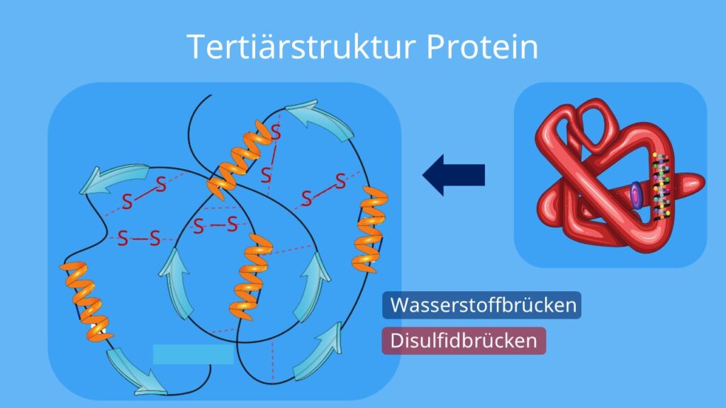 Proteine aufbau, Strukturebene, Tertiärstruktur, Disulfidbrücke, Wasserstoffbrücke, Proteine Biologie