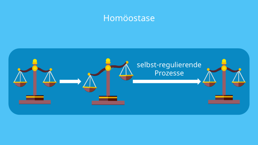 homöostase, homeostasis, homöostase definition, homöostatisch, homeostase, homoöstase, homöstase, homöostase biologie, homöostase psychologie, heterostase, homeostatic