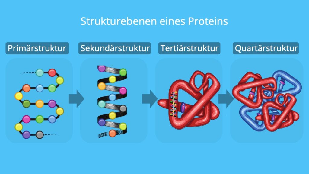 Proteine Aufbau, aufbau von proteinen, primärstruktur, aminosäuren, sekundärstrukur, Tertiätstruktur, Quartärstruktur, proteinstrukturen