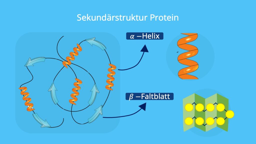 Sekundärstruktur Proteine, Proteine Aufbau, Strukturebene Proteine, Wasserstoffbrückenbindungen