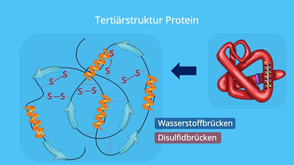 Proteine aufbau, Strukturebene, Tertiärstruktur, Disulfidbrücke, Wasserstoffbrücke, Proteine Biologie