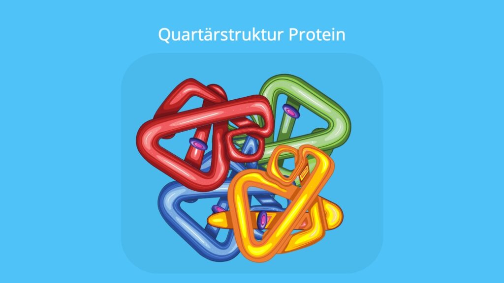 Quartärstruktur Proteine, Proteine aufbau, Proteine biologie, Strukturebenen