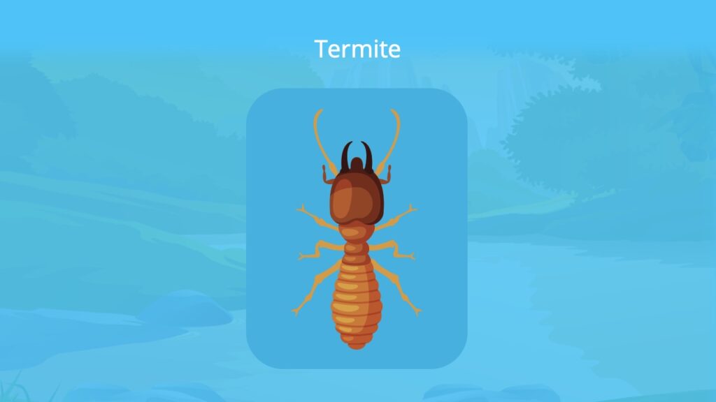 termiten, termite, weiße ameise, wie sehen termiten aus, was sind termiten,  termiten ameisen unterschied