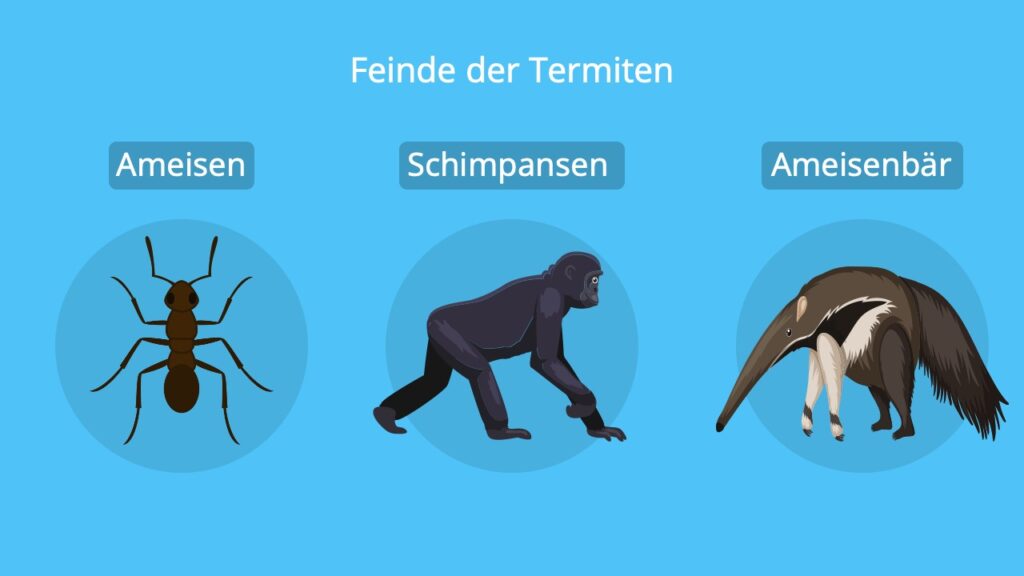 termiten feinde, termiten ameisen, termiten vs ameisen, termite, schimpanse, ameisenbär, ameisenbär zunge, schimpanse ast, schimpanse stock