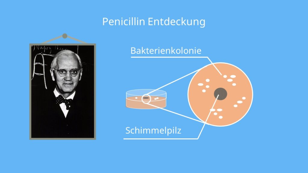 Alexander Fleming Penicillin, wann wurde penicillin erfunden, entdeckung des penicillin, fleming antibiotika, fleming nobelpreis; penicillin erfinder, penicillin entdeckung
