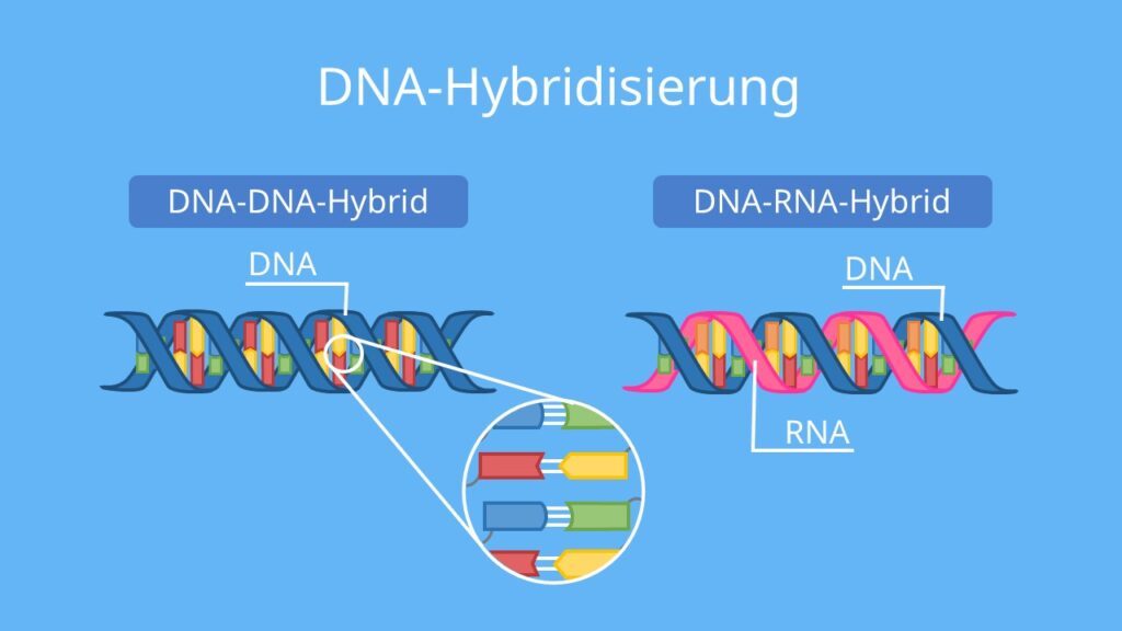 Hybridisierung defintion, hybridisiert, hybridisierung biologie, dna dna hybridisierung, dna hybridisierung ablauf