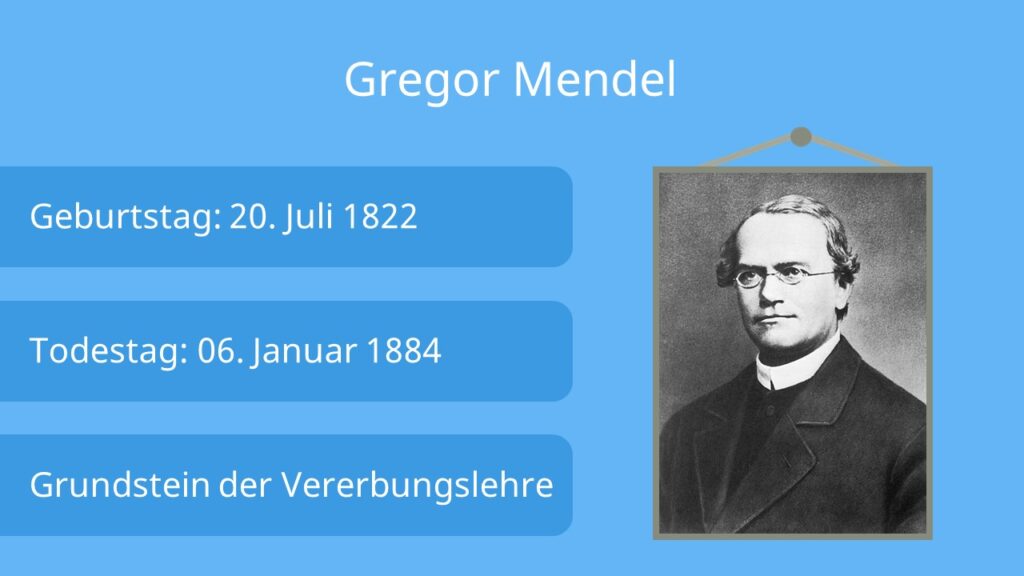 Gregor Mendel Genetik, Mendelsche Regeln, Vererbungslehre, Mendel Erbsen, wer war Gregor Mendel