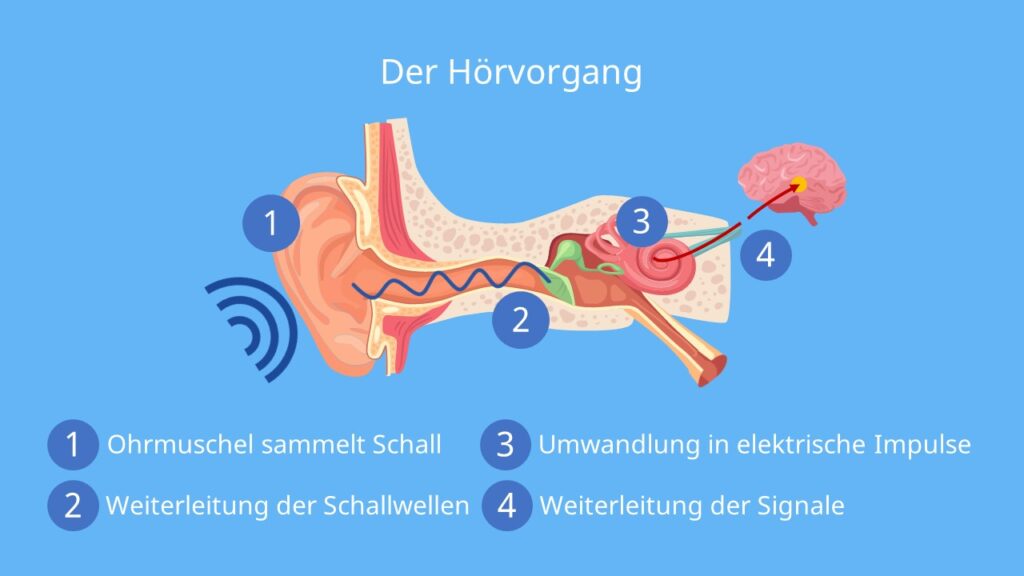 Ohr Aufbau, Ohr Funktion, wie funktioniert hören?, Ohr schall, Gehörknöchelchen funktion, ohr gehörgang, gehörsinn, sinnesorgan Ohr, funktion Hörnerv, das Gehör