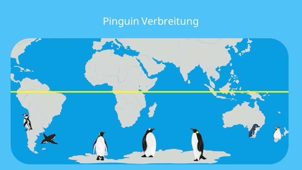 pinguin, pinguine, wo leben pinguine,der pinguin, pinguine lebensraum, pinguine südpol, pinguin südpol, pinguine südafrika, pinguine antarktis, antarktis pinguine