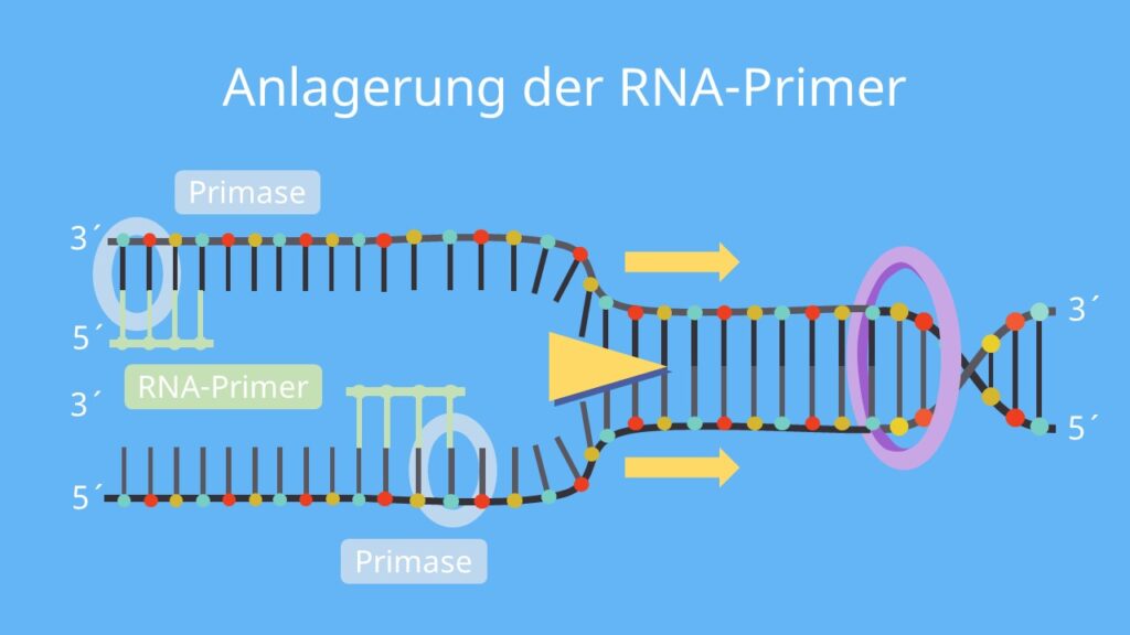 DNA Replikation, Replikation, Primase, RNA Primer, DNA Primase