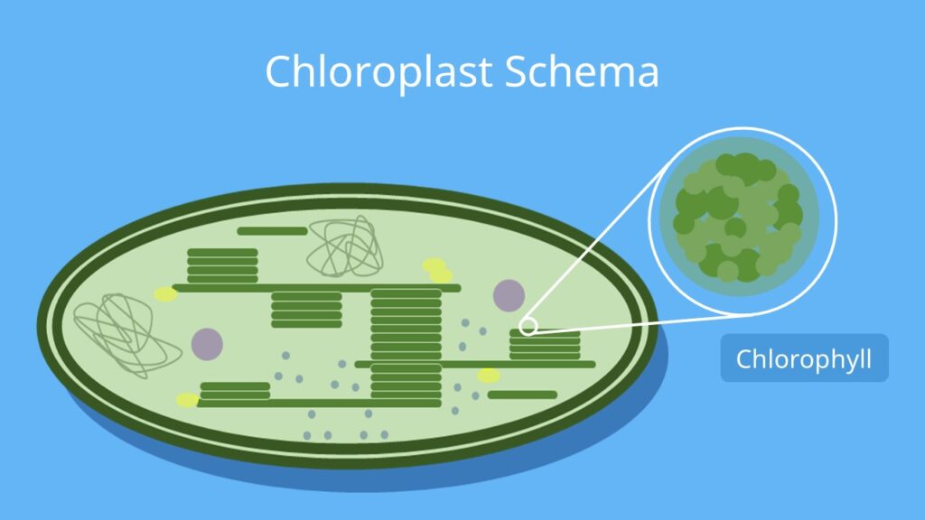 Chloroplast, Aufbau, Photosynthese, Fotosynthese