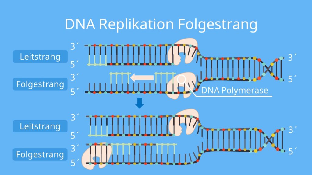 DNA Replikation, Replikation, Folgestrang