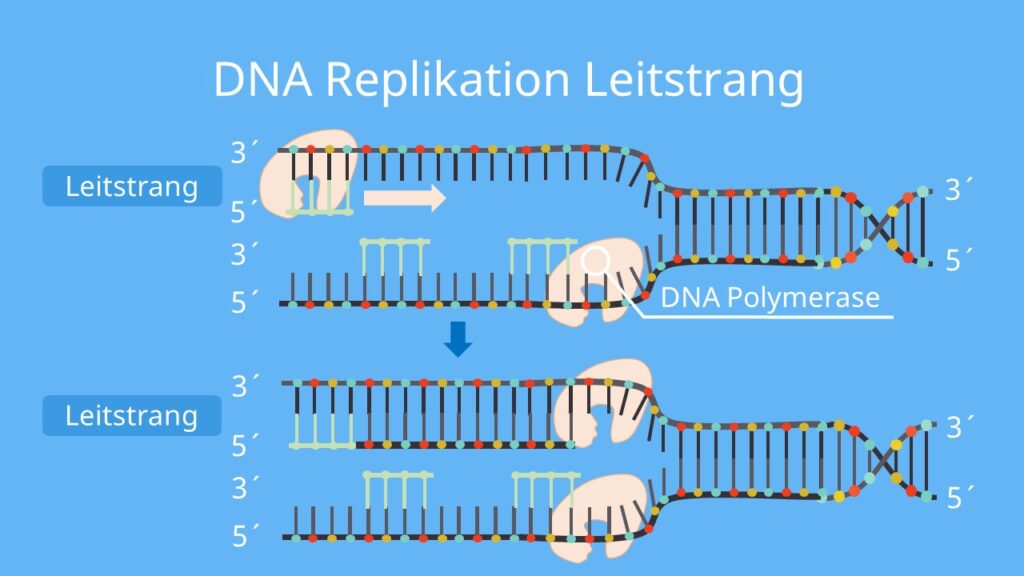 DNA Replikation,Replikation,  Leitstrang, DNA Polymerase, Verdopplung der DNA
