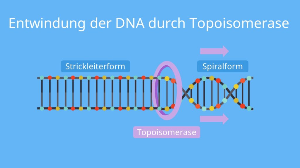 DNA Replikation, Replikation, Topoisomerase