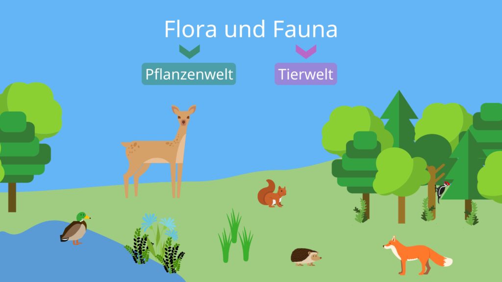Natur mit Pflanzen und Tieren und Beschriftung der Flora und der Fauna; flora und fauna, flora fauna, was heißt flora und fauna, was ist flora, was ist fauna