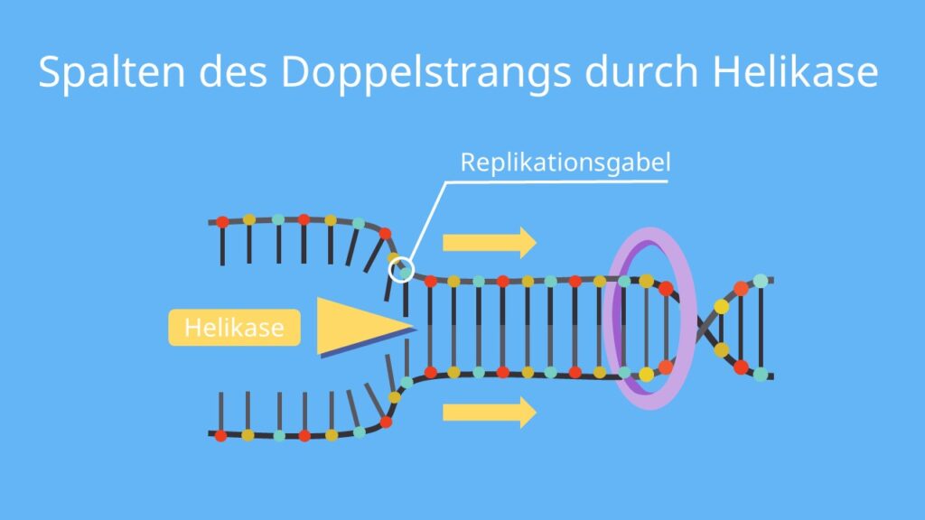 DNA Replikation, Replikation, Helicase, Helikase, Doppelstrang, Replikationsgabel