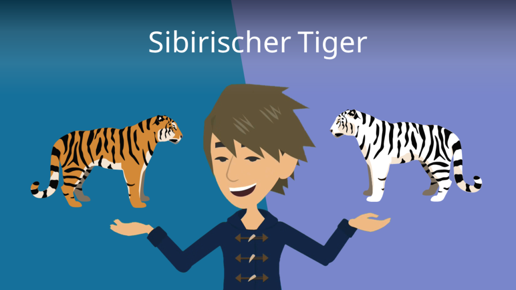 Zum Video: Sibirischer Tiger