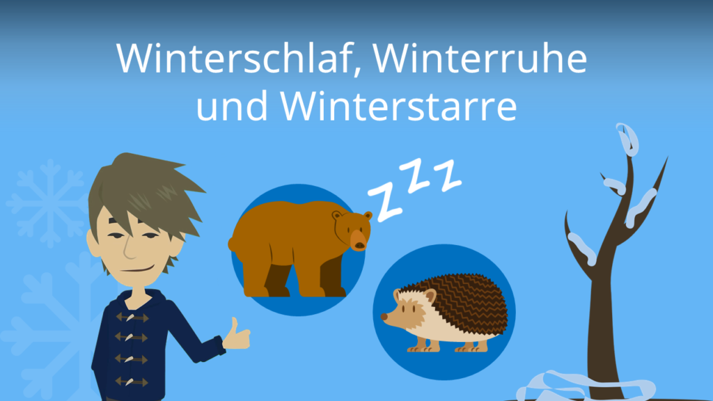 Zum Video: Winterschlaf, Winterruhe und Winterstarre