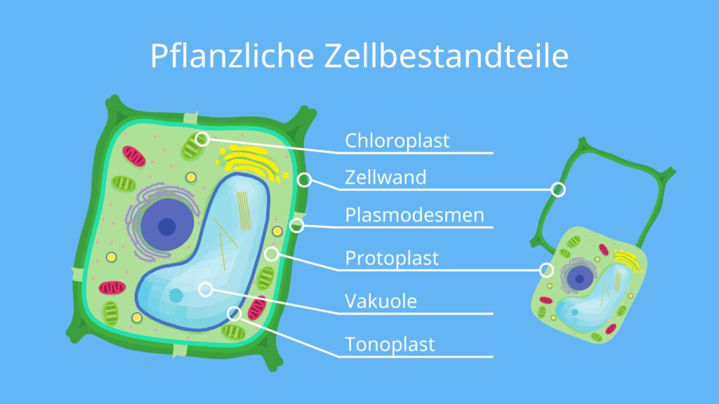 Pflanzenzelle, pflanzliche Zelle, Aufbau, Aufbau Pflanzenzelle, Aufbau pflanzliche Zelle
