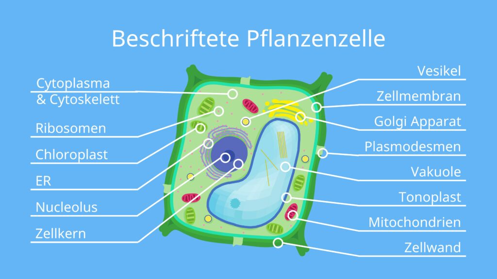 Pflanzliche zelle mikroskop - Die qualitativsten Pflanzliche zelle mikroskop im Vergleich!