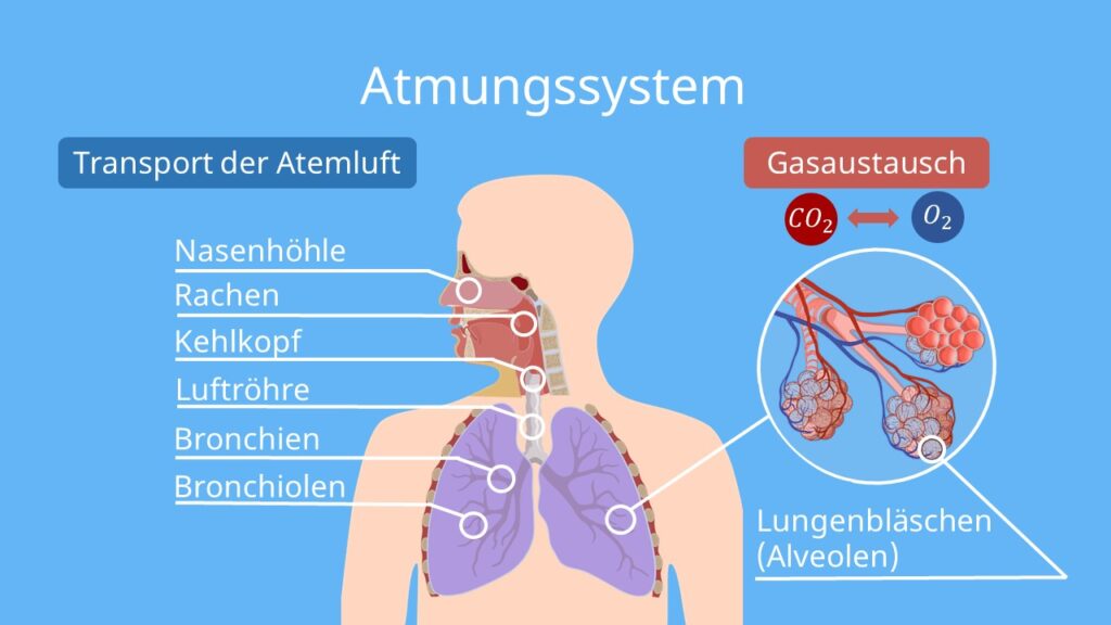 Atmungsorgane, Atmungssystem, Atmungsorgane des Menschen, Atmungssystem beschriften, lungenflügel Mensch, lunge beschriften. bronchien funktion, atmungssystem aufbau, bau der atmungsorgane, lungenaufbau, weg der atemluft, lunge beschriftet, lungenbläschen aufbau, wo ist die lunge, atmung des menschen, atemsystem, wo ist die lunge im Körper, atmungsorgane beschriften, bau und funktion der atmungsorgane, die lunge des menschen, atmung biologie, nase aufbau außen, atmung lunge, aufbau der atemwege, respirationstrakt im körper, wo ist das zwerchfell im menschlichen körper, respiratorisches system, atmungssystem des menschen