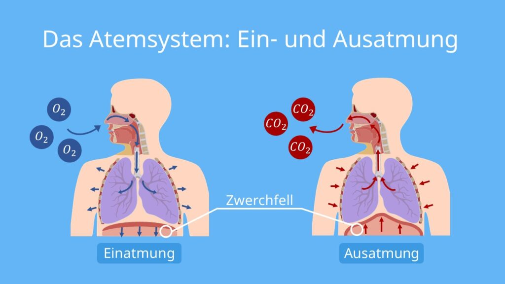 Atmungsorgane, Atmungssystem, Atmungsorgane des Menschen, Atmungssystem beschriften, lungenflügel Mensch, lunge beschriften. bronchien funktion, atmungssystem aufbau, bau der atmungsorgane, lungenaufbau, weg der atemluft, lunge beschriftet, lungenbläschen aufbau, wo ist die lunge, atmung des menschen, atemsystem, wo ist die lunge im Körper, atmungsorgane beschriften, bau und funktion der atmungsorgane, die lunge des menschen, atmung biologie, nase aufbau außen, atmung lunge, aufbau der atemwege, respirationstrakt im körper,  respiratorisches system, atmungssystem des menschen, wo ist das zwerchfell im menschlichen körper
