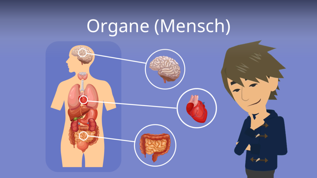 Zum Video: Organe Mensch