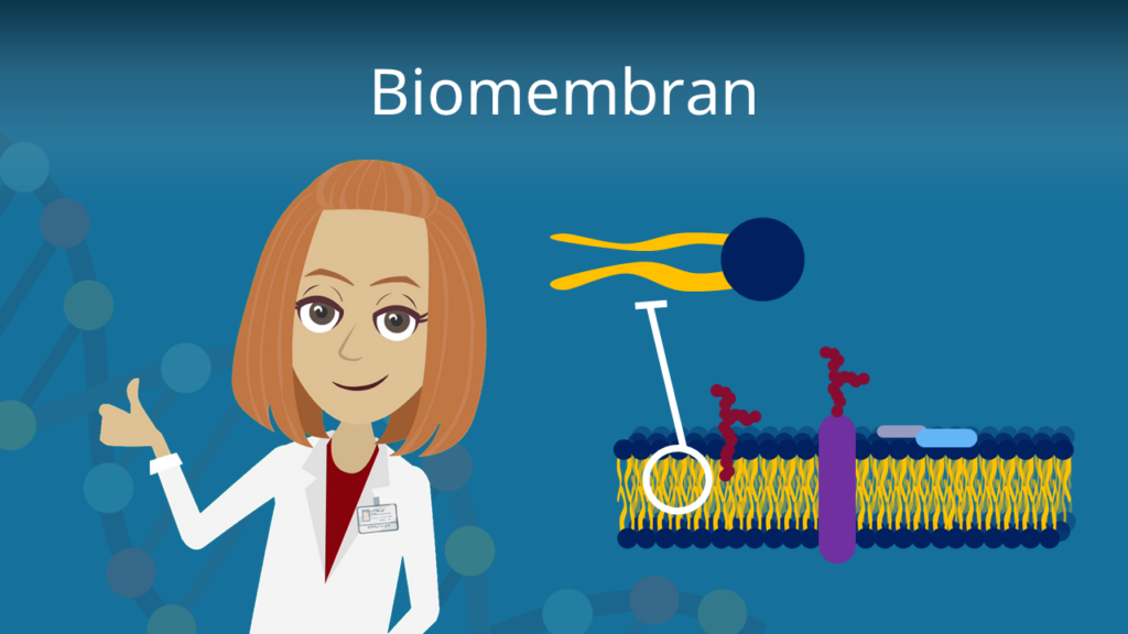 Zum Video: Biomembran
