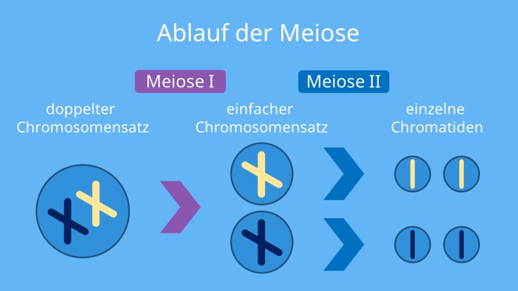 meiose, maiose, meiose ablauf, meiose definition, meiose einfach erklärt, meisose, mitose und meiose, die meiose, meiose erklärung, wo findet die meiose statt, was ist meiose, was ist die meiose, meisoe, zellteilung meiose, meiose 1, meiose 2, biologische bedeutung meiose, bedeutung meiose, wann findet die meiose statt, definition meiode, meiose biologie, meiose chromosomen, ablauf der meiose, ablauf meiose, homologe chromosomen, haploid, diploid