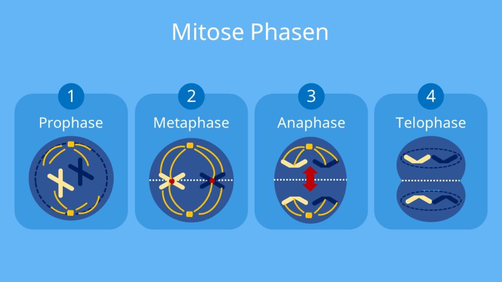 mitose, mitose phasen, ablauf der mitose, ablauf mitose, anaphase, anaphase mitose, die mitose, interphase, interphase mitose, metaphase, metaphase mitose, mitose ablauf, mitose biologie, mitose definition, mitose einfach erklärt, mitose erklärung, mitose interphase, mitose leicht erklärt, mitose prophase, mitose stadien, mitose und meiose, mitosephasen, mitosestadien, phase mitose, phasen der mitose, phasen mitose, prophase, prophase mitose, telophase, telophase mitose, was ist die mitose, wo findet die mitose statt, zellteilung mitose, zellteilung phasen