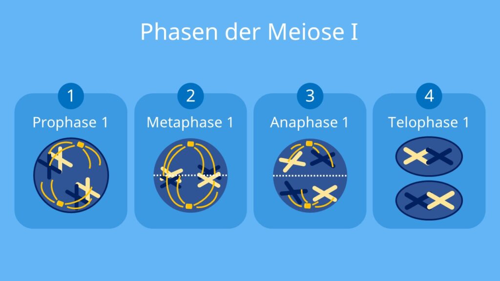meiose, maiose, meiose ablauf, meiose definition, meiose einfach erklärt, meisose, mitose und meiose, die meiose, meiose erklärung, wo findet die meiose statt, was ist meiose, was ist die meiose, meisoe, zellteilung meiose, meiose 1, meiose 2, biologische bedeutung meiose, bedeutung meiose, wann findet die meiose statt, definition meiode, meiose biologie, spindelapparat meiose, meiose äquatorialebene, meiose chromosomen, prophase, metaphase, anaphase, telophase, meiose phasen, ablauf der meiose, phasen der meiose, ablauf meiose, prophase 1, prophase 2, metaphase 1, metaphase 2, anaphase 1, anaphase 2, telophase 1, telophase 2, cytokinese, homologe chromosomen, haploid, diploid