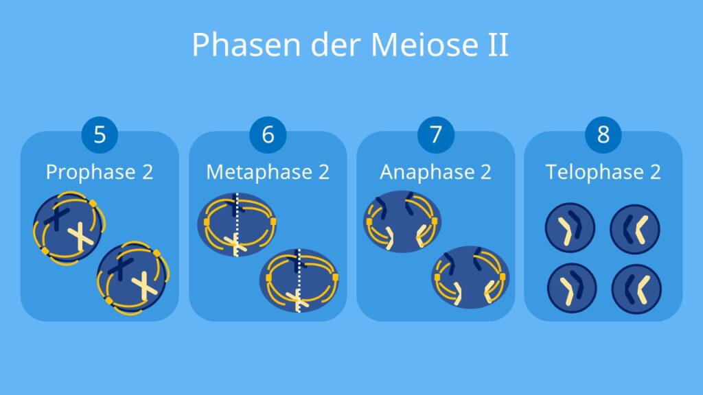 meiose, maiose, meiose ablauf, meiose definition, meiose einfach erklärt, meisose, mitose und meiose, die meiose, meiose erklärung, wo findet die meiose statt, was ist meiose, was ist die meiose, meisoe, zellteilung meiose, meiose 1, meiose 2, biologische bedeutung meiose, bedeutung meiose, wann findet die meiose statt, definition meiode, meiose biologie, spindelapparat meiose, meiose äquatorialebene, meiose chromosomen, prophase, metaphase, anaphase, telophase, meiose phasen, ablauf der meiose, phasen der meiose, ablauf meiose, prophase 1, prophase 2, metaphase 1, metaphase 2, anaphase 1, anaphase 2, telophase 1, telophase 2, cytokinese, homologe chromosomen, haploid, diploid