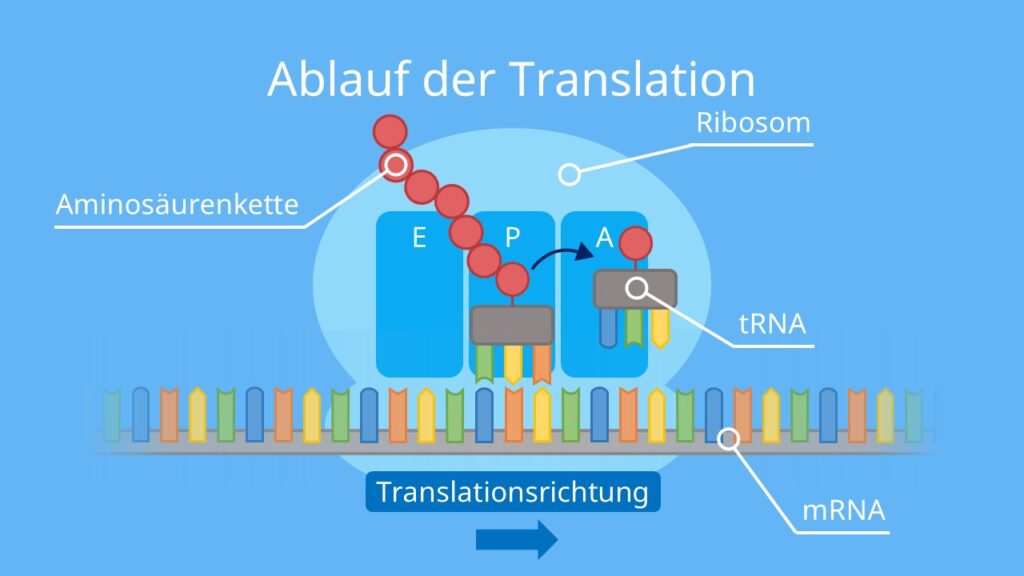 Ablauf der Translation, Proteinbiosynthese, Aminosäure, Aminosäurenkette, Protein, Ribosom, tRNA, mRNA