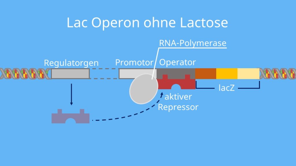 lac-Operon, Lactose, aktiver Repressor, Promotor, Operator, Regulatorgen, Substratinduktion