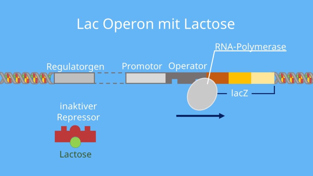 lac-Operon, Lactose, Induktor, inaktiver Repressor, Transkription, allosterisches Zentrum, Substratinduktion