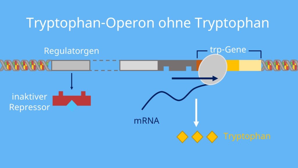 Tryptophan, Operon, Transkription, inaktiver Repressor, Produktrepression